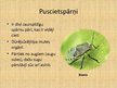 Prezentācija 'Kukaiņi', 11.