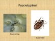 Prezentācija 'Kukaiņi', 12.
