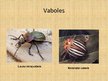Prezentācija 'Kukaiņi', 15.