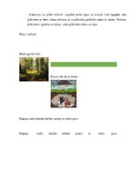 Konspekts 'Valodas sistēmas nepietiekamas attīstības strukturālais plāns', 69.