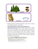 Konspekts 'Valodas sistēmas nepietiekamas attīstības strukturālais plāns', 216.