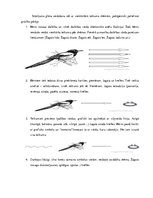 Konspekts 'Valodas sistēmas nepietiekamas attīstības strukturālais plāns', 225.