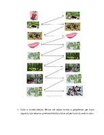 Konspekts 'Valodas sistēmas nepietiekamas attīstības strukturālais plāns', 228.