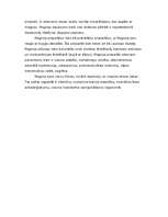 Referāts 'Magnijs', 9.