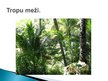 Prezentācija 'Tropu mežu resursi un aizsardzība', 5.