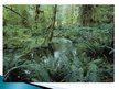 Prezentācija 'Tropu mežu resursi un aizsardzība', 11.