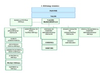 Referāts 'SIA "SEB līzings" struktūra', 8.