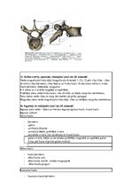Konspekts 'Konspekts anatomijas eksāmenam', 7.