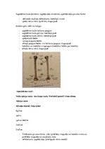 Konspekts 'Konspekts anatomijas eksāmenam', 11.