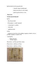 Konspekts 'Konspekts anatomijas eksāmenam', 12.