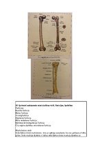 Konspekts 'Konspekts anatomijas eksāmenam', 15.