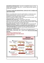 Konspekts 'Konspekts anatomijas eksāmenam', 17.