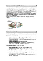 Konspekts 'Konspekts anatomijas eksāmenam', 18.