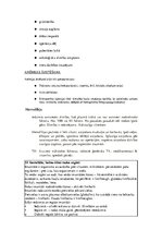 Konspekts 'Konspekts anatomijas eksāmenam', 26.