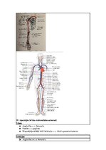 Konspekts 'Konspekts anatomijas eksāmenam', 32.