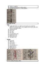 Konspekts 'Konspekts anatomijas eksāmenam', 33.