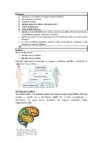 Konspekts 'Konspekts anatomijas eksāmenam', 34.