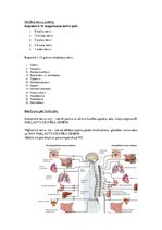Konspekts 'Konspekts anatomijas eksāmenam', 35.