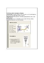Konspekts 'Konspekts anatomijas eksāmenam', 36.
