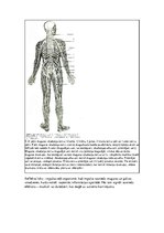 Konspekts 'Konspekts anatomijas eksāmenam', 38.