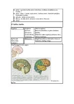 Konspekts 'Konspekts anatomijas eksāmenam', 41.