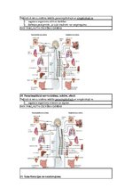 Konspekts 'Konspekts anatomijas eksāmenam', 43.