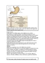 Konspekts 'Konspekts anatomijas eksāmenam', 58.