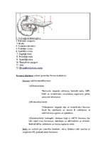 Konspekts 'Konspekts anatomijas eksāmenam', 83.