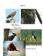 Referāts 'Gaujas Nacionālais parks', 20.