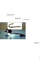 Referāts 'Gaujas Nacionālais parks', 21.