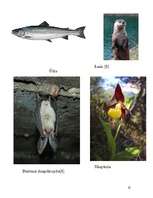 Referāts 'Gaujas Nacionālais parks', 22.