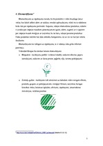 Referāts 'Veļas kopšanas līdzekļu piedāvājums Latvijā un Eiropā', 7.