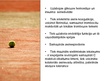 Prezentācija 'Teniss', 7.