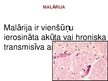 Prezentācija 'Malārija', 3.