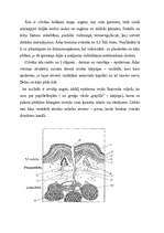 Referāts 'Daktioloskopija', 6.