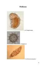 Referāts 'Tardigradu pētniecība', 23.