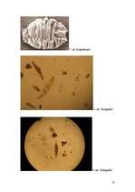 Referāts 'Tardigradu pētniecība', 25.