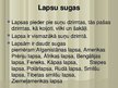 Prezentācija 'Rudā lapsa', 9.