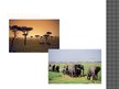 Prezentācija 'Āzijas stepes un savannas', 8.