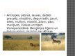 Prezentācija 'Āzijas stepes un savannas', 10.