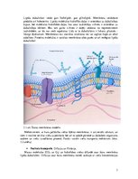 Konspekts 'Toksikokinētika', 3.
