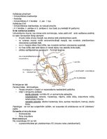 Konspekts 'Asinsspiediens', 13.