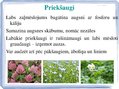 Prezentācija 'Tehnoloģisko darbu veikšanas plāns griķu audzēšanai, ražas novākšanai un uzglabā', 3.