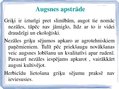 Prezentācija 'Tehnoloģisko darbu veikšanas plāns griķu audzēšanai, ražas novākšanai un uzglabā', 5.
