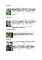 Konspekts 'Austrālija, Freizera sala, ievērojamākie dzīvnieki un augi', 5.