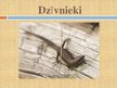 Prezentācija 'Mūžzaļo cietlapju meži un krūmāji', 8.