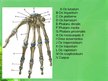 Prezentācija 'Augšējās ekstremitātes skelets', 21.