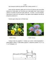 Referāts 'Fibonači skaitļi', 15.