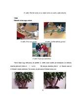 Referāts 'Fibonači skaitļi', 30.