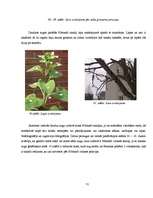 Referāts 'Fibonači skaitļi', 31.